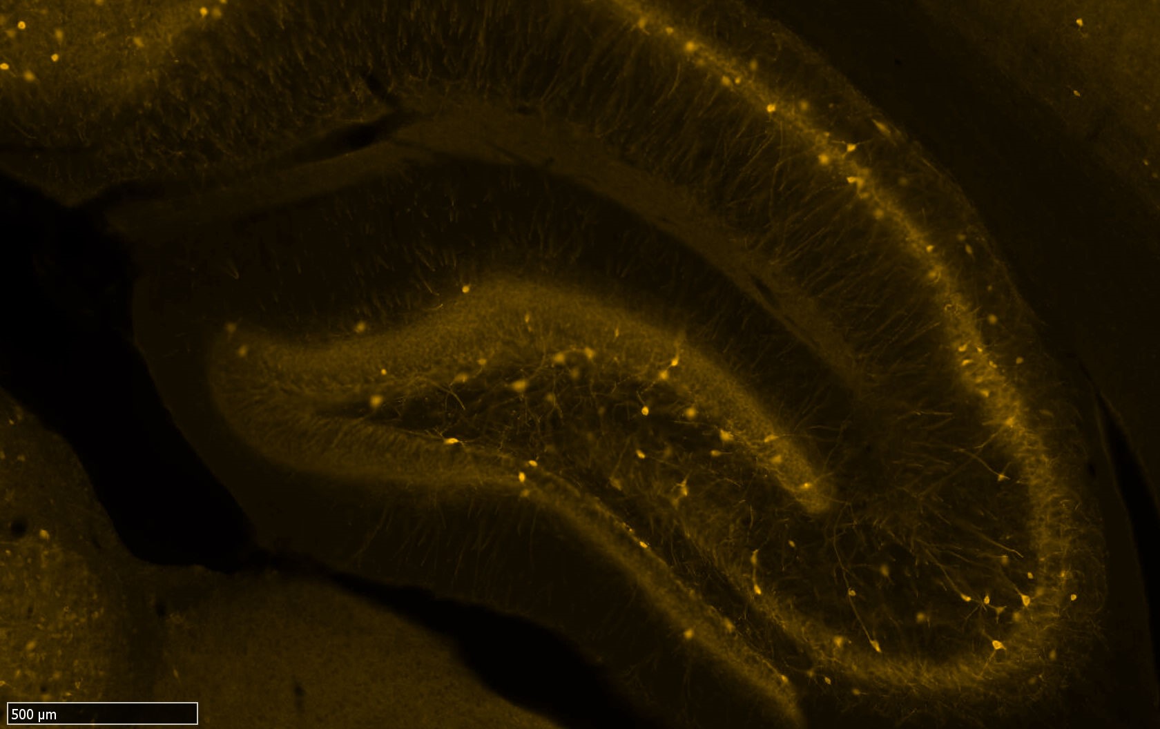Guniea pig anti-Parvalbumin Antibody